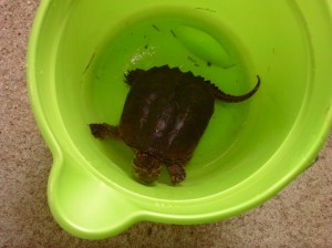 Spring-Summer 2011 072