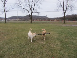 Dogs @ the fairgrounds 072